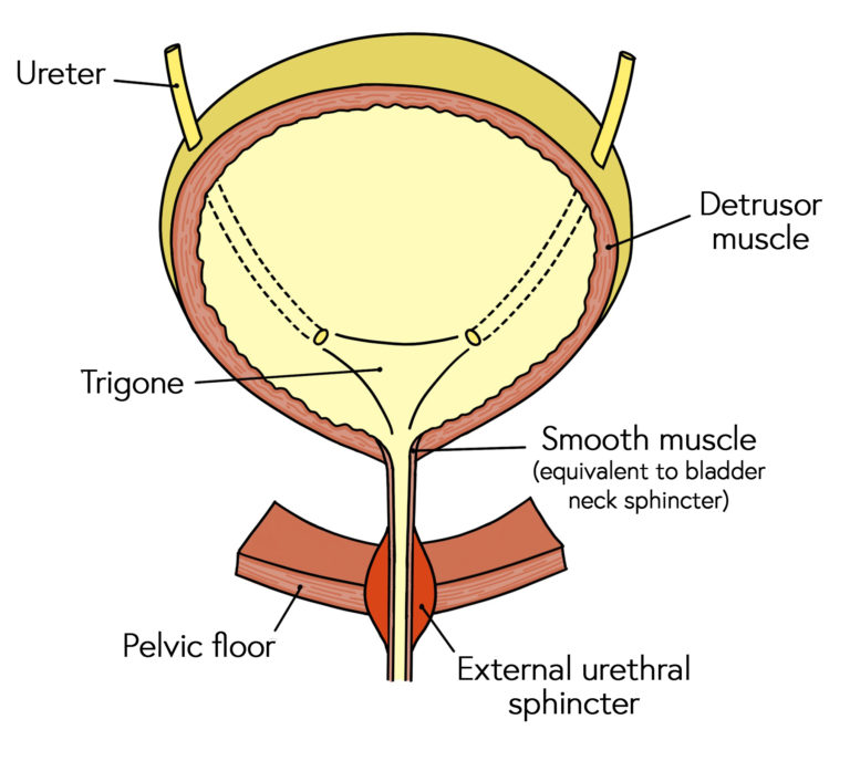 Female urethra and urethral sphincter