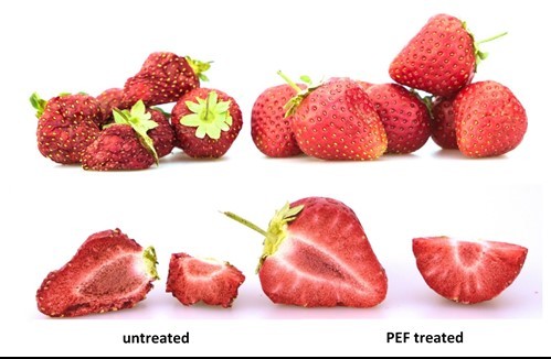 A comparison between a untreated and PEF treated strawberry. The untreated strawberry is very dry and shriveled