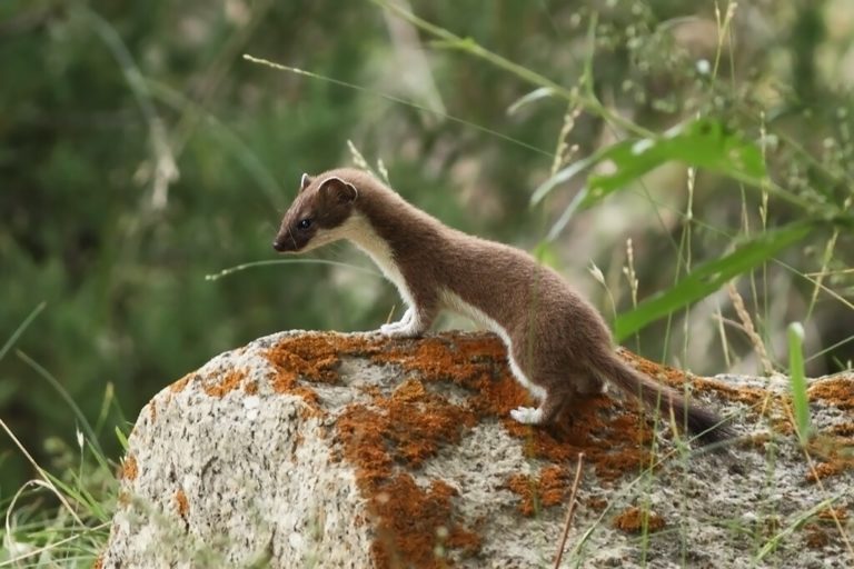 stoat