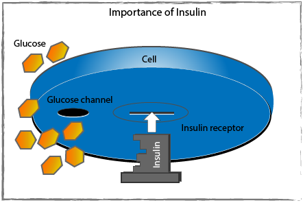 Insulin as the key being inserted into an imagined slot in a cell.