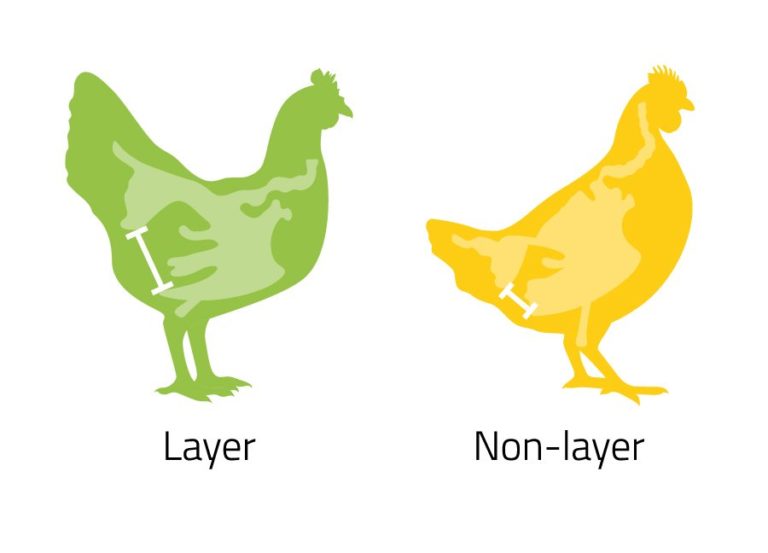 Two illustrations of hens side by side, layer hen on the left and non-layer on the right
