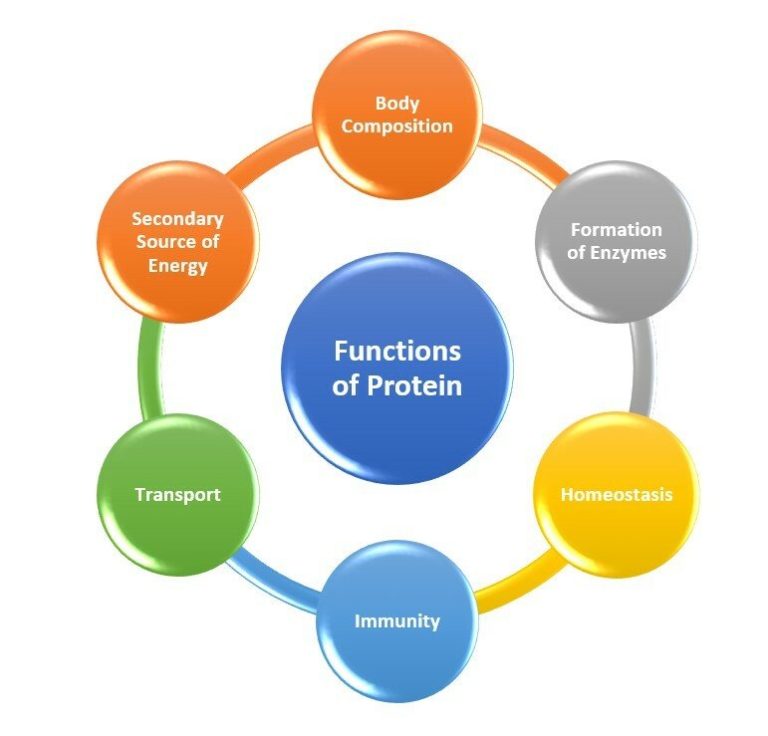 Figure 1: Functions of Proteins