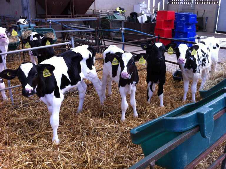 A photo of calves standing in an indoor pen