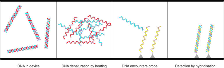 DNA detector
