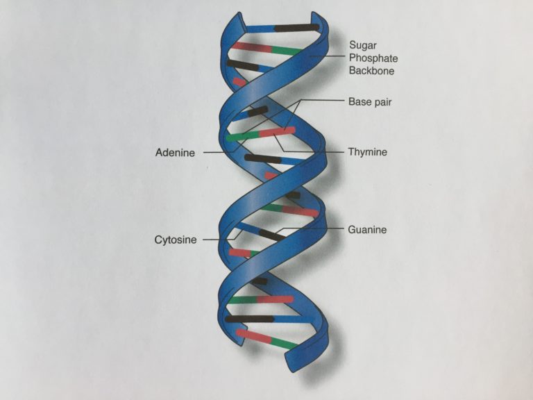 Diagram of DNA