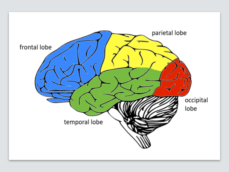 Picture of brain's 4 lobes