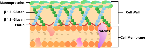 Cartoon image of the fungal cell wall. The outside of the cell is built up of mannoproteins, beta-1,6-glucan, beta-1,3-glucan, and chitin. The next part of the cell is the cell membrane, which contains proteins.