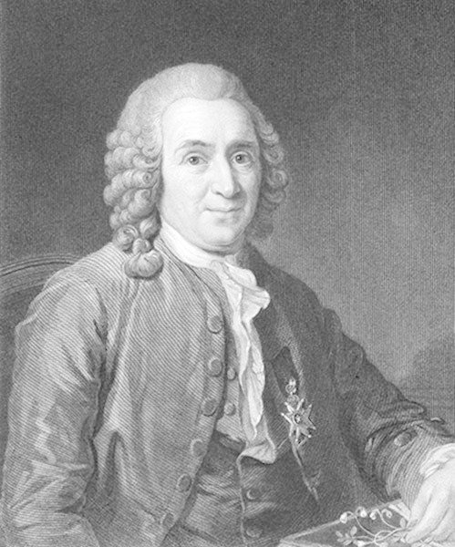 A hand drawn black and white portrait of Linnaeus