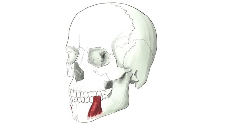 Depressor Anguli Oris. This muscle lowers the corners of our mouth into a frown.