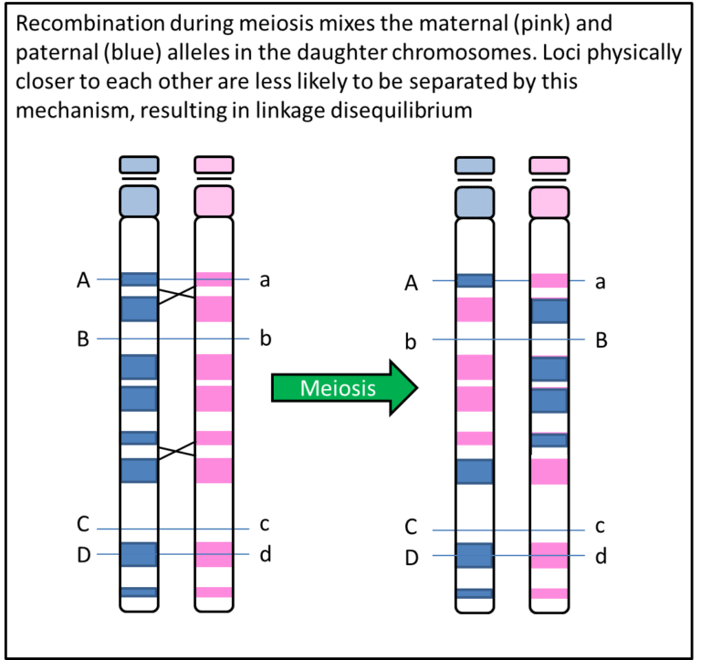 Recombination during meiosis mixes the maternal (pink) and paternal (blue) alleles in the daughter chromosomes. Loci physically closer to each other are less likely to be separated by this mechanism, resulting in linkage disequilibrium.