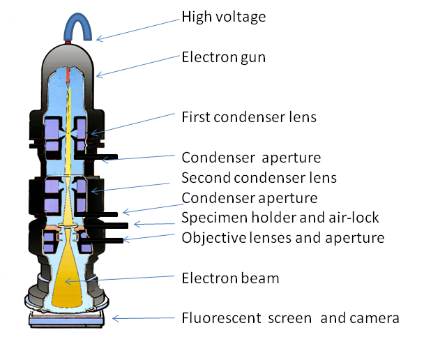 A diagram of a transmission electron microscope