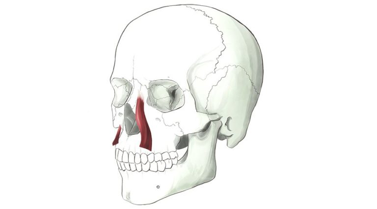 Levator Labii Superioris Alaeque Nasi. This muscle runs along the side of the nose, dilating the nostril