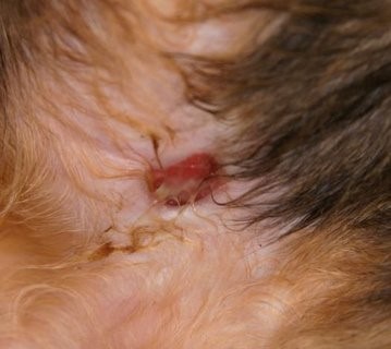 A non-healing wound on the ventral abdomen of a cat.