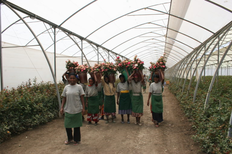 Green house workers carrying buckets of flowers on their heads