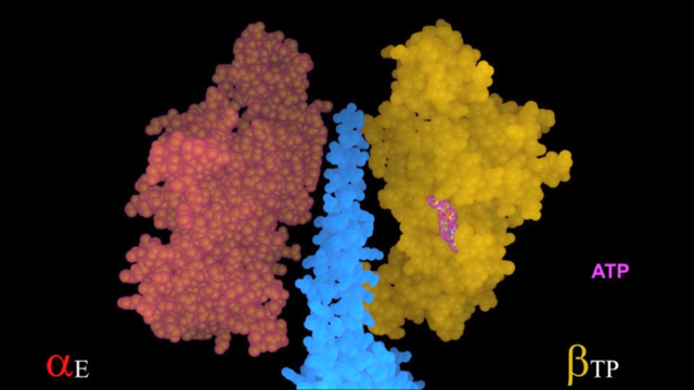 screenshot from a molecular animation of ATP synthase