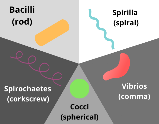 the 5 shapes of bacteria: Cocci (circle), Bacilli (rods), Spirilla (spiral), Spirochaetes (corkscrew) and Vibrios (comma)