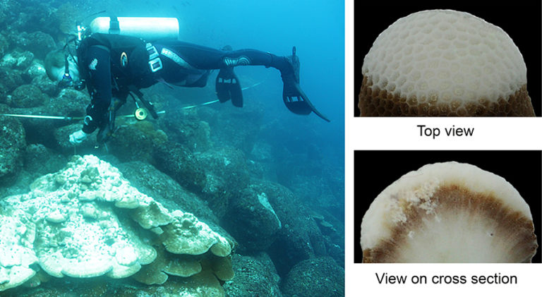 A partially bleached colony of a *Porites* corals from the Galapagos Islands (left photo). The upper parts of the partially bleached colonies look white from outside (upper right photo). However, the brownish colour of deeper tissue layers shown in the cross-section of a coral fragment reveals that live symbionts are still present deep inside the bleached colony parts (lower right photo).