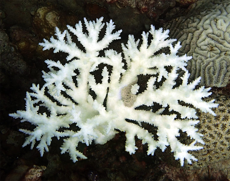 A bleached staghorn coral.