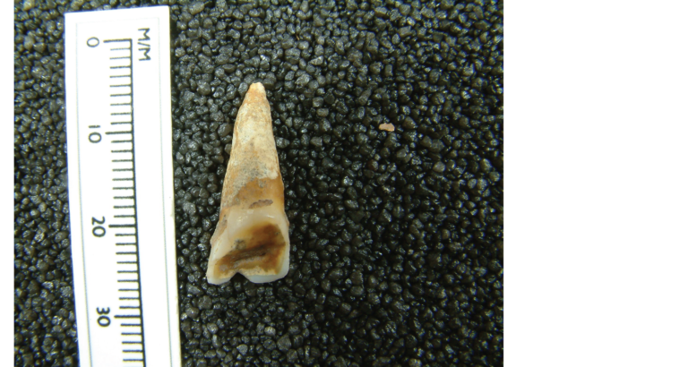 Photograph showing a V-shaped notch in the incisor of Skeleton 28