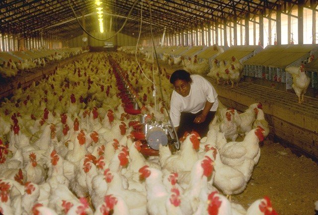 Indoor chicken farm, hundreds of chickens with one person in the frame