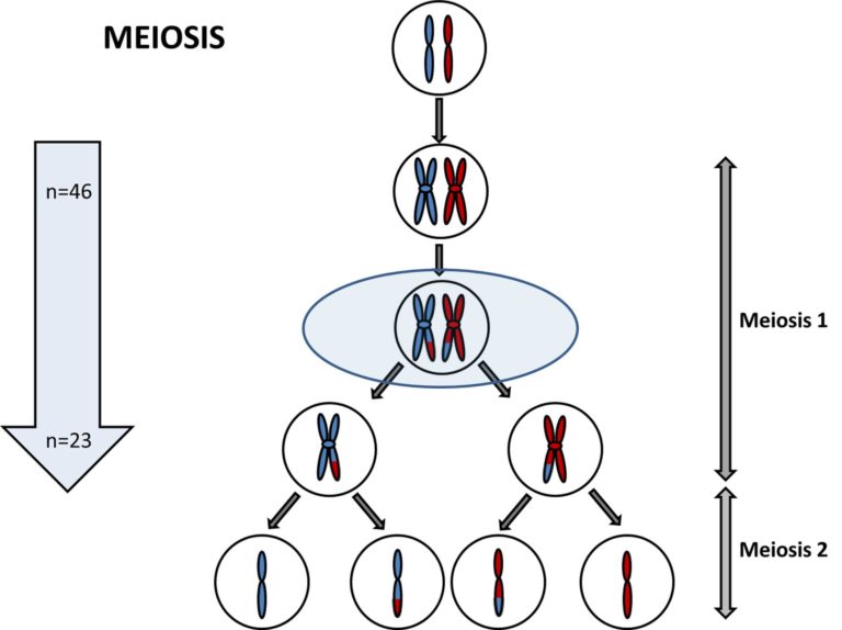 Genetic Recombination In Meiosis