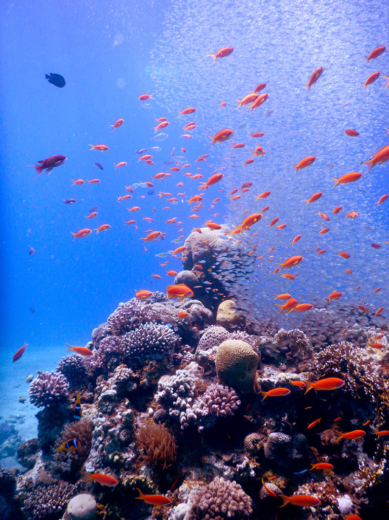A school of brightly coloured fish swimming above a coral reef with blue ocean background.