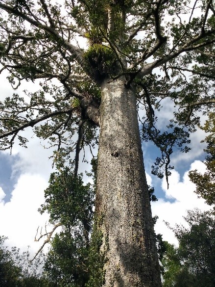 New Zealand’s native kauri tree