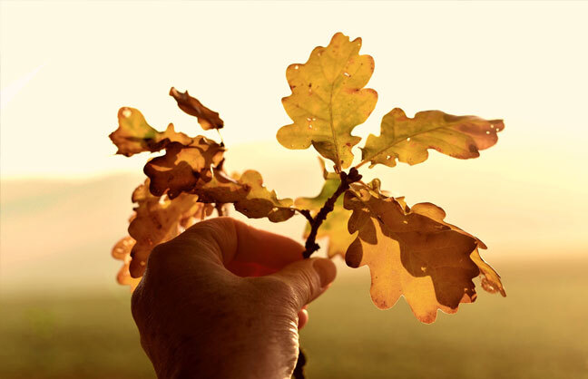 Image shows a hand holding a twig with leaves.