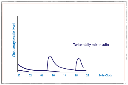 Twice daily mix insulin graph with circulatory insulin level on the Y-axis and a 24 hour period on the x-axis. There are two peaks in the circulatory insulin level.