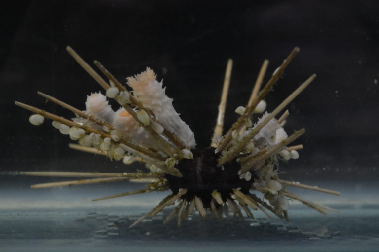 A sea urchin with long spines which have become home to numerous small bivalve clams and several sea cucumbers.