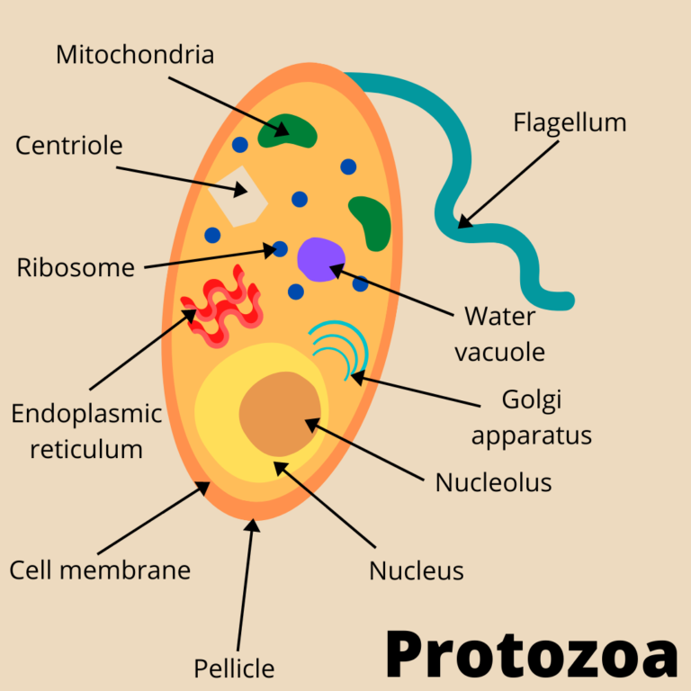diagram of protozoa structure, with labels showing the organelles.