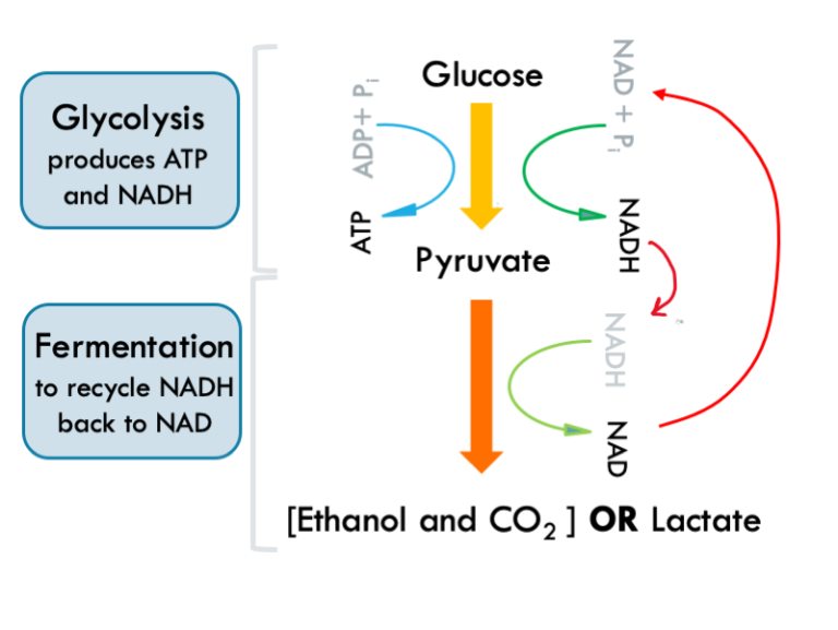 This figure shows glucose fermentation. It shows the first stage which is glycolysis and results in production of pyruvate. Pyruvate is then converted to ethanol and CO2 during fermentation step. It also shows that during glycolysis, NAD is reduced to NADH, however, during fermentation, NADH is oxidised and converted back to NAD, which can be fed back into glycolysis to keep it going.