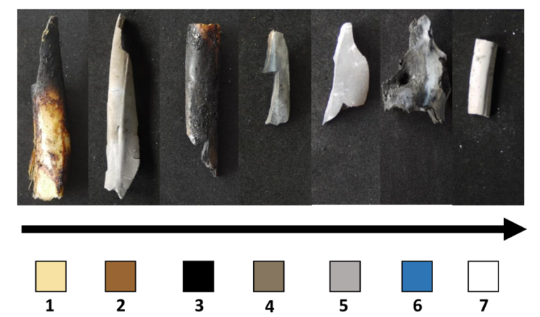 A range of different animal bones of different colours with an assigned number below each one. Each bone is a different colour including yellow, brown, grey and white