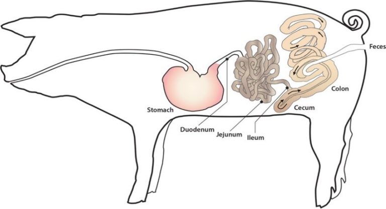Illustration of a pig's organs. From front to back: Stomach, Duodenum, Jejunum, Ileum, Cecum, Colon, Feces