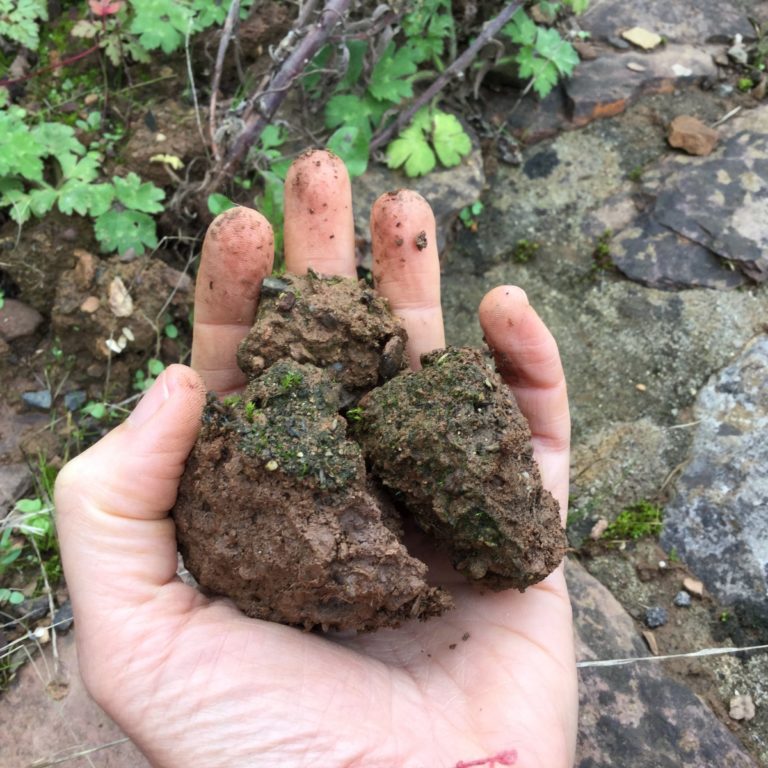 A photo of someone holding very dry soil in their hands