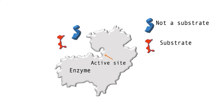 This animation is a gif enzyme-substrate interaction, where selectivity is achieved because molecules that are not substrates do not interact with the enzyme active sites and but substrate does")