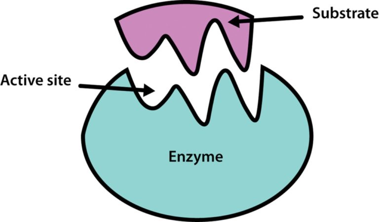 Representation of substrate binding to the active site of an enzyme molecule. 