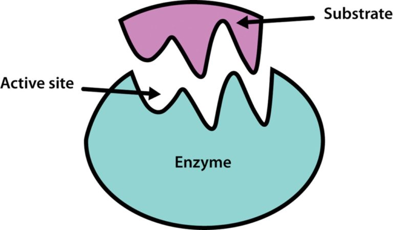 Enzymes are proteins that act as catalysts