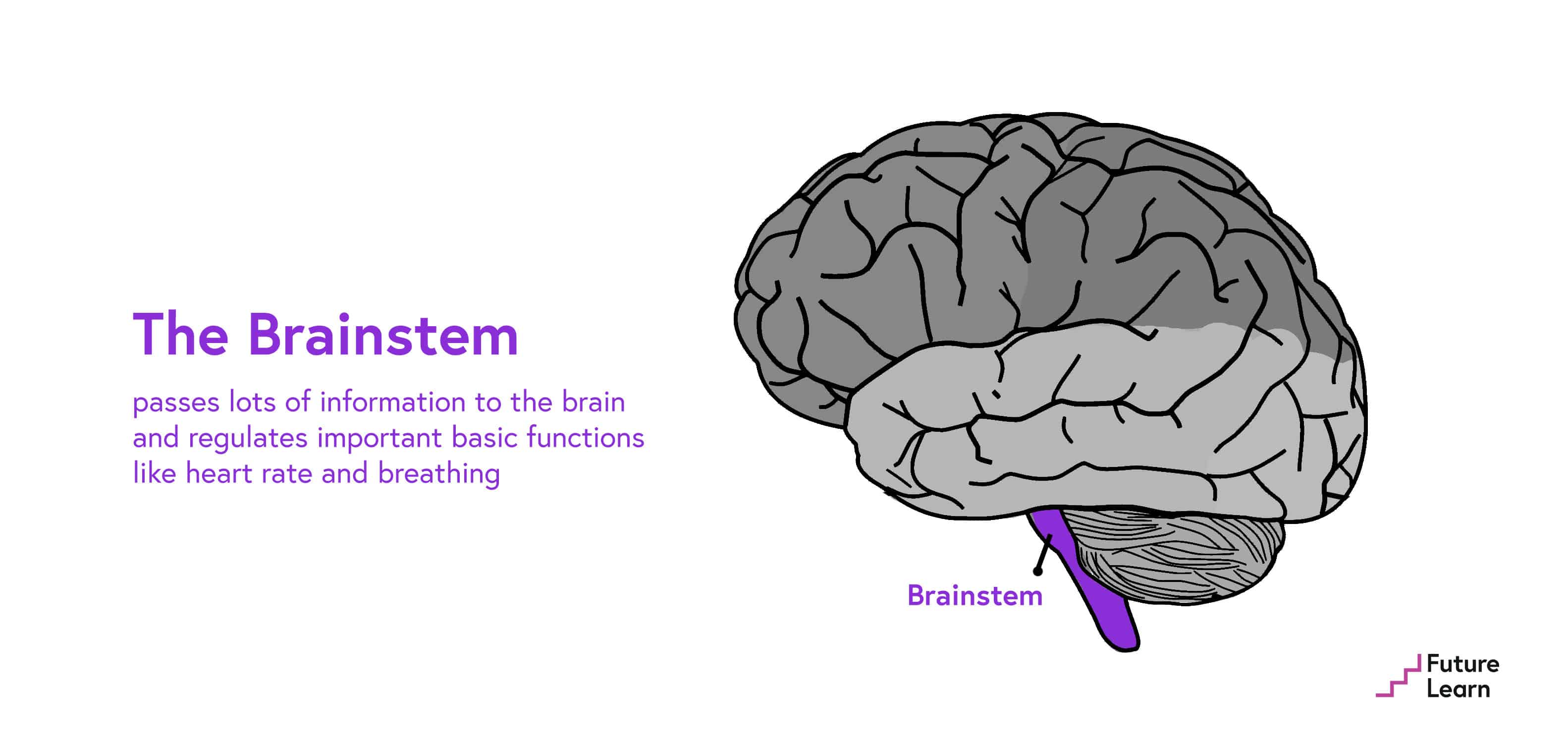 Good Brain Bad Brain FutureLearn the-brainstem