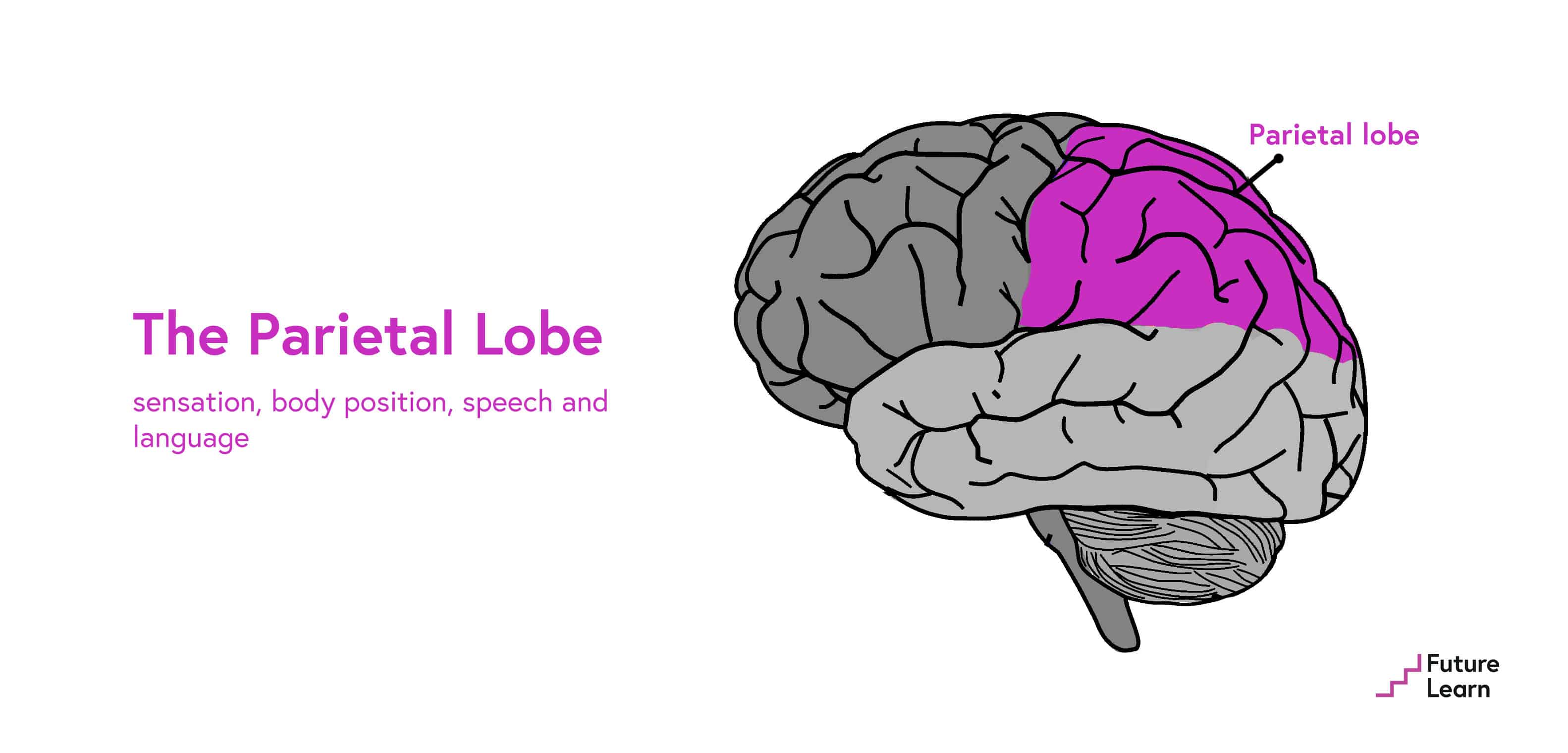 Good Brain Bad Brain FutureLearn the-parietal-lobe