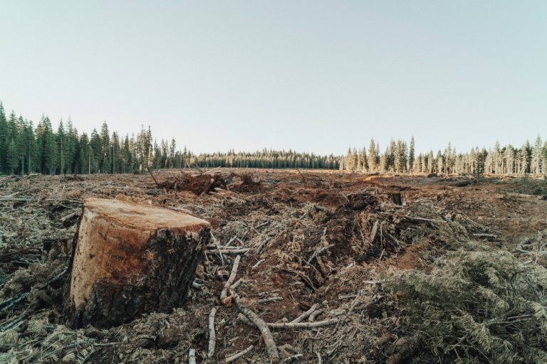 Deforestation for land clearing