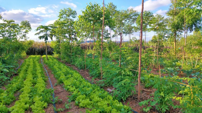 A photo of a small allotment plot, with short rows of a variety of plants and small trees
