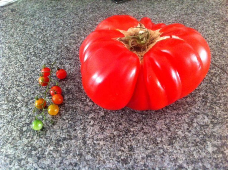 A photo of a small bunch of cherry tomatoes next to one very large red tomato.