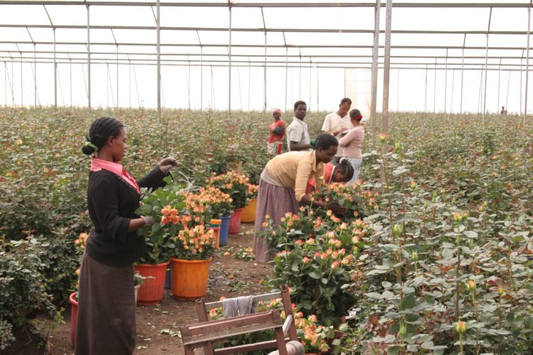 Inside a green house, workers are collecting roses