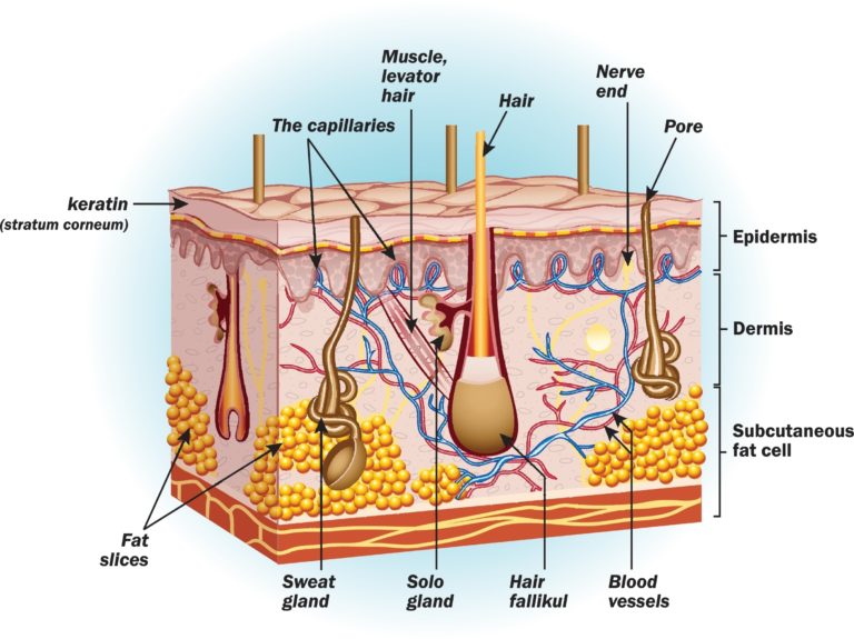 Drawing of the layers of the skin