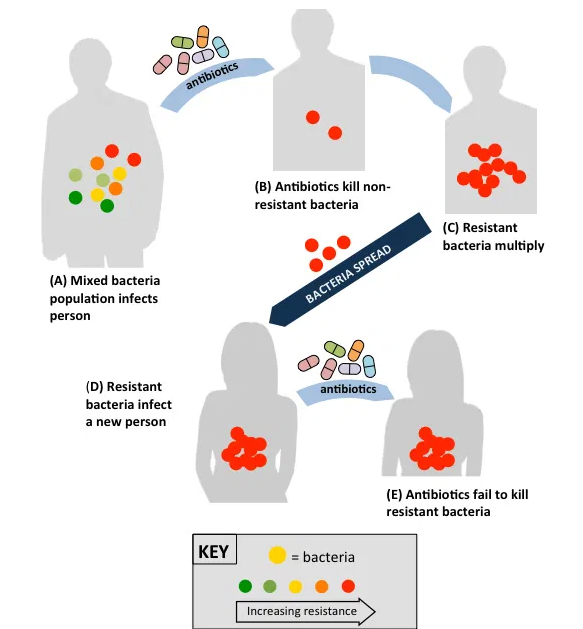 Evolution of resistance to antibiotics by bacteria: resistant bacteria which fail to respond to antibiotic therapy persist and spread, infecting other individuals