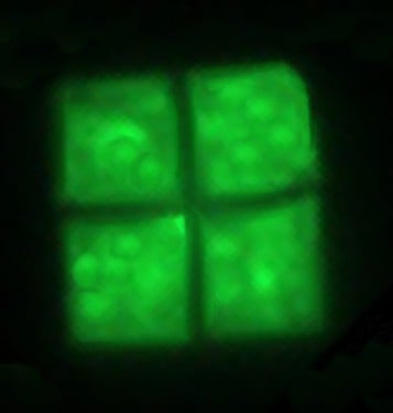 Microscopic picture of Haloquadratum. Four green square shaped cells