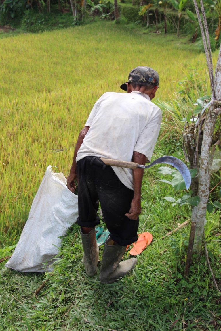 Farmer cutting rice with a sickle