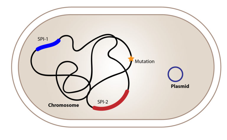 Types of genetic change in bacteria