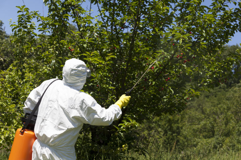 Spraying pesticides on fruit trees, using proper protective equipment